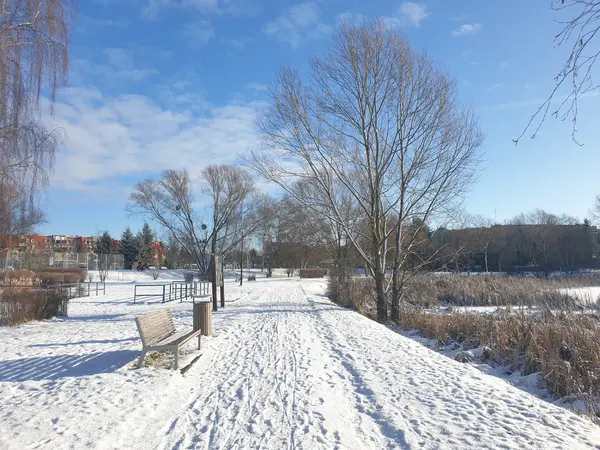 Aleja parkowa zimą